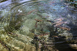 忍野の湧水