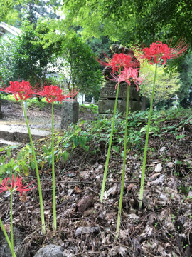 曼殊沙華