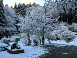 初雪の境内