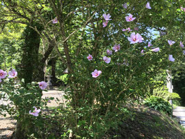 むくげの花