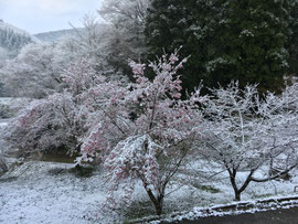 八重の雪