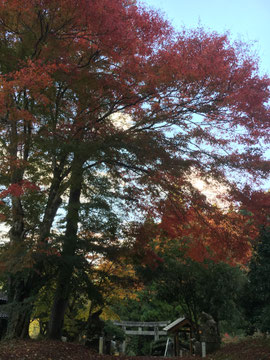 紅葉の境内