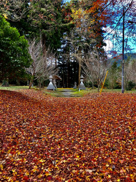 紅葉の絨毯
