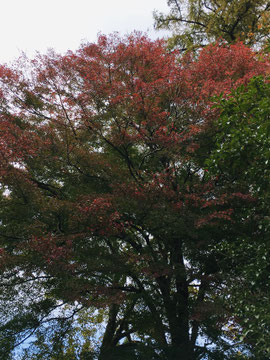 紅葉