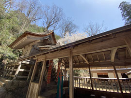 鬼神神社 桜満開