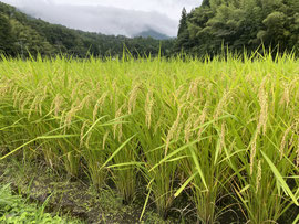 令和4年8月24i日の稲穂