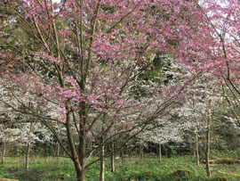 境内の桜