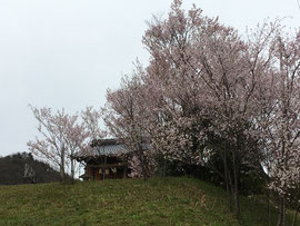 桜が満開の袋原神社