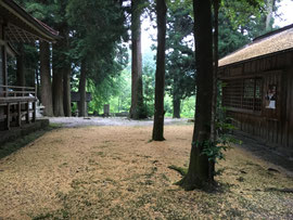 こがねの絨毯