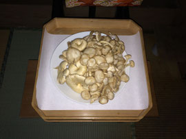 白平茸