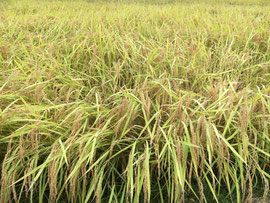刈り入れを待つ稲