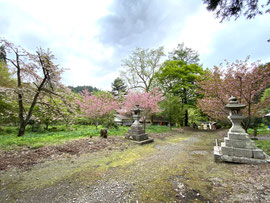 八重桜2
