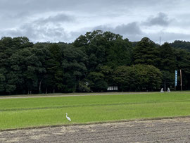 宮原樂樂福神社の杜