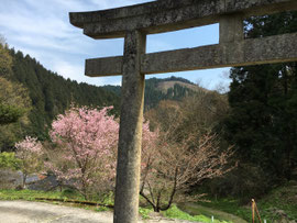 八重桜