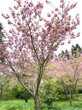 八重桜