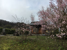 袋原神社の桜