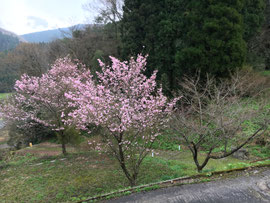 八重桜