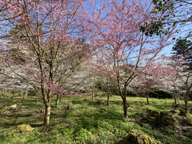境内の桜