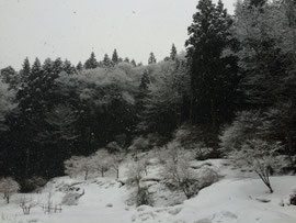 旧正月 雪景色の境内眺望