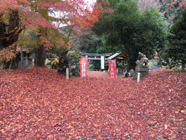 紅絨毯