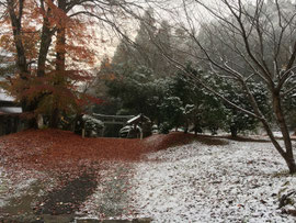 紅葉の落葉と雪景色