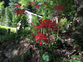天上の花 曼珠沙華