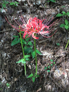 曼殊沙華