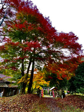 11月10日の大紅葉