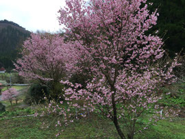 福がかさなる八重桜