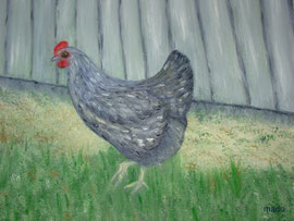 La poule grise de MaDo