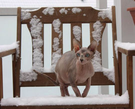 Nacktkatze Sphynx