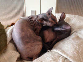 Nacktkatze Sphynx