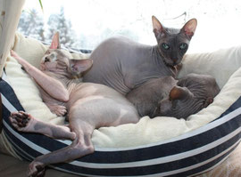 Nacktkatze Sphynx