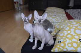 Danke an PurrfectWonder Peterbald Cattery