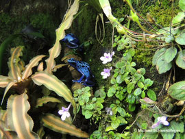 Dendrobates tinctorius ´Azureus`(Jungtiere)