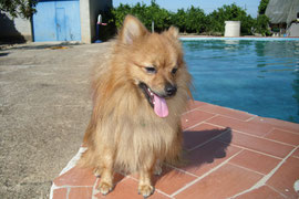 Hakku en la piscina