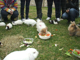 - Akane rodeada de conejos y cobayas, comiendose sus verduras.