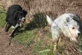 Kimba und Murmel