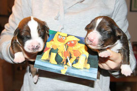 Kiwibert (links) und Kiwiernie