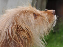 Luna balanciert Leckerlis, Foto: © F. Hiller