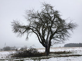 Obstbaumschnitt in Biberach an der Riss