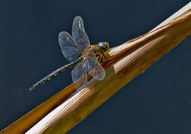 Herbst-Mosaikjungfer (Aeshna mixta)