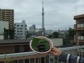 寺島なすと東京スカイツリー