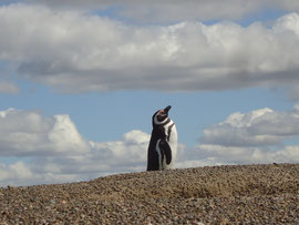 Pinguin sur Peninsula Valdes