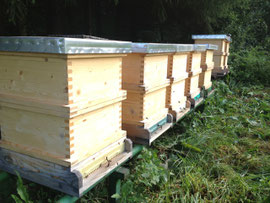 Bienenstöcke im Ramsar Gebiet