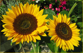 Sonnenblumen