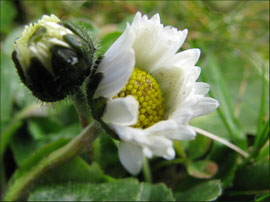 Gänseblümchen