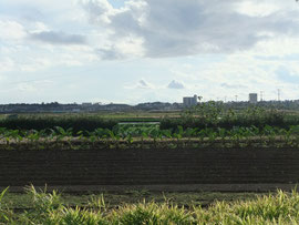 富士市 浮島沼/ Reclaimed Ukishima Lagoon, Shizuoka