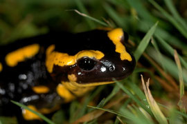 Salamandre tachetée - Normandie - Décembre 2006