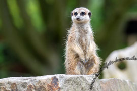 Tierpark Hamm, Hamm, Tierpark, Bild, Foto, Fotografie